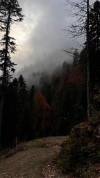 Фото природы, гор, леса, тумана на IPHONE 13 PRO