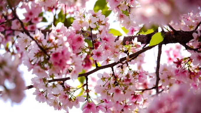 HD обои: селективная фокусировка фотографии розовых лепестков цветов на дереве, розовый цвет