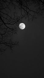 Луна, ветки деревьев, ночь