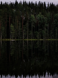 HONOR 20 PRO | LIGHTROOM  Фото с телефона, лес, природа, Россия