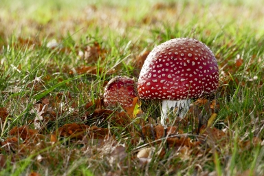Фото красивых грибов мухоморов, супер фотка