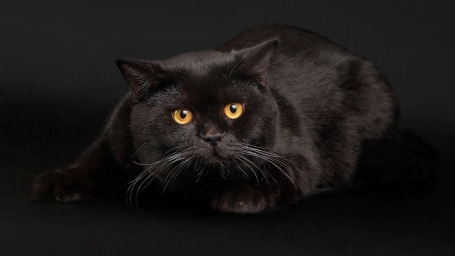 ﻿Жирная Черная Кошка-Животное