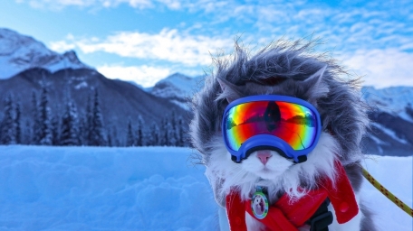 Кот в горах, снежно, в очках, путешественник, фото с телефона
