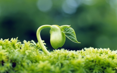 HD обои: зеленый саженец, селективная фокусировка фотографии зеленого листового растения скачать бесплатно