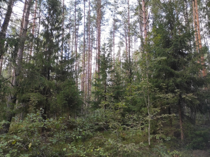 Природа, лес, красиво, Россия