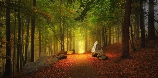HD обои: деревья с зеленой листвой, пейзажная фотография леса, тропинка, осень скачать бесплатно