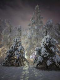 Зима. Лес. Фото. Снег. Ночь.