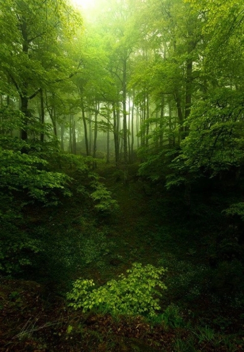 Лес — очаровательное, загадочное место, полное приключений и таинственных сказок.