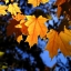 Осень, листочки, красиво
