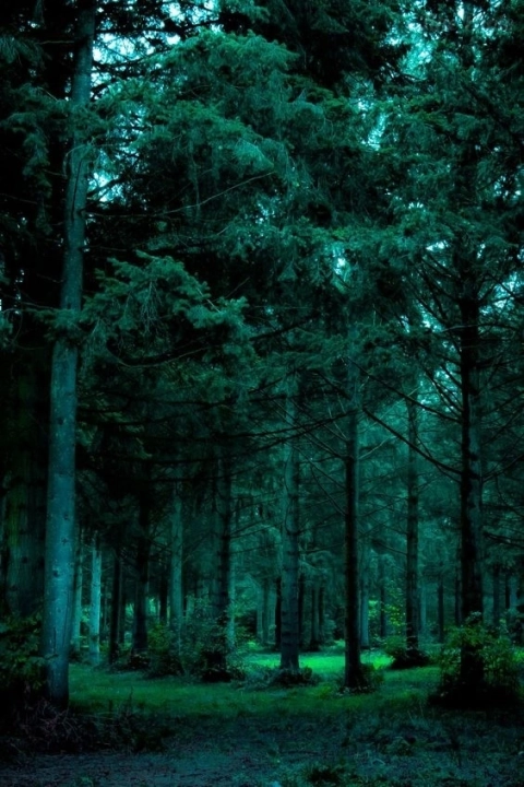 Красивые фотографии леса. Густой, тёмный лес 3
