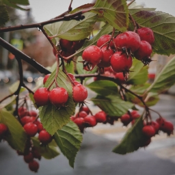 Фото с телефона, ягодки на дереве, брусника, Huaweip 30 pro