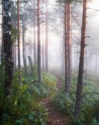 Природа, лес, Россия, фото