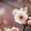 HD обои: макросъемка цветка белой вишни, для использования, текстура