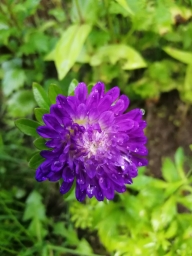 Красивая фотка цветка