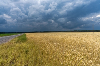 Погода, поле пшеничное, тучи