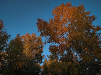 Фото осени, осень, Россия, Xiaomi Redmi Note 9 pro