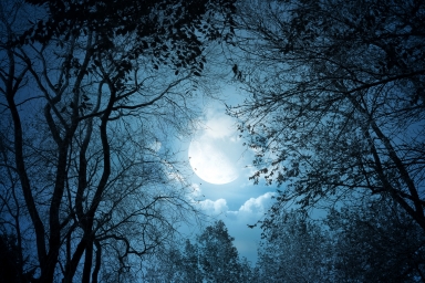 sky_night_moon_branches_470778