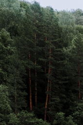 Лес в Башкирии красиво, фото, массивы лесные