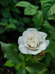Цветок белого цвета. Фото на смартфон
