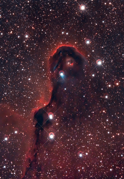 Тёмная газопылевая туманность Слоновий Хобот (vdB 142). Её длина более 20 световых лет.