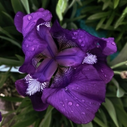 Красивый фиолетовый цветок, фото на iPhone 11