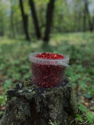 Фото на айфон 11 (IPHONE 11) : ягода земляника