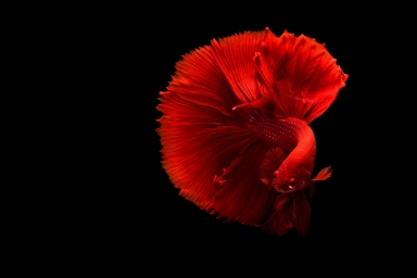 HD обои: красная рыба бетта, под водой, аквариум, черный фон, студийный снимок