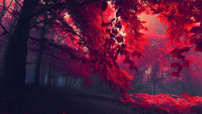 HD обои: черные и красные деревья, солнечные лучи сквозь красные деревья, темнота, природа скачать бесплатно