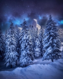 Зима, лес, деревья, сияние в небе, ночь