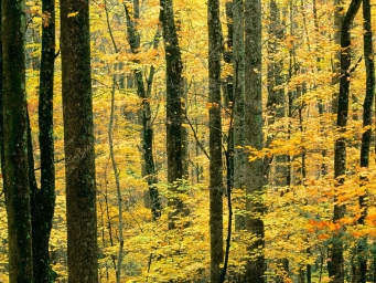Осеннее Желтое Лесное Дерево