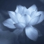 HD обои: оттенки серого фото цветка лотоса, священный лотос, лепесток, флора, водное растение