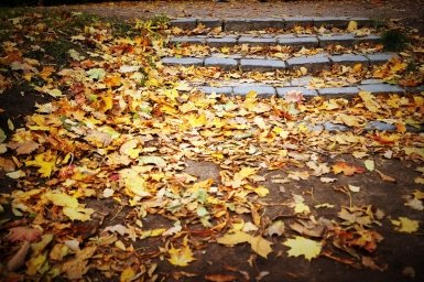 Желтые осенние листья на ступеньках