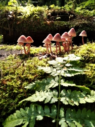 Фотография грибов в лесу