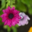 HD обои: селективная фокусировка фото цветка с розовыми лепестками, природа, растение, лето