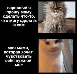 Мемы про котят, кошечек, фотки, юморы