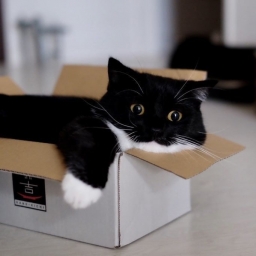Милый котик в коробке