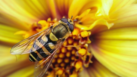 Фотография пчелы на цветке желтом | макро