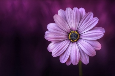 HD обои: фиолетовый цветок остеоспермума на фотографии крупным планом, лик, цветение скачать бесплатно
