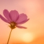 HD обои: розовый Космический цветок днем, Цветущий, Солнечный свет, Тамрон, 90