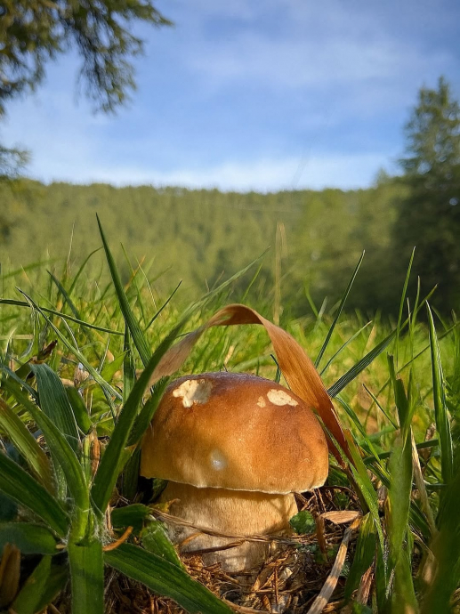 Какой красивый гриб, красота