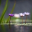 HD обои: белый и фиолетовый цветок лотоса выборочная фотография, цветы лотоса, цветы