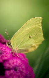 Зелено желтая бабочка, фото арт