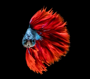 HD обои: красная рыба бетта в полнолуние, цвета, синий, голова, одно животное, черный фон