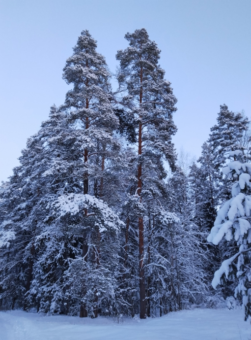 Зимний пейзаж. Красивая фотография. Россия. Лес. Фото.