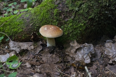 Добрый грибочек, красиво