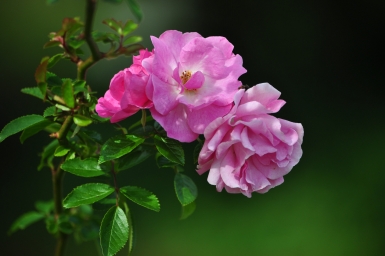 HD обои: мелкий фокус розовых цветов, розы, природа, сады, мирный