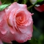 HD обои: крупным планом фото розовой розы, Ливерпульское Эхо, Розы, Садоводство