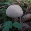 Бело серый гриб, поганка