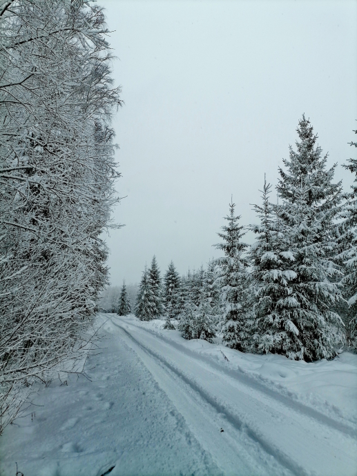 Зимняя Россия. Дорога среди леса. Красиво