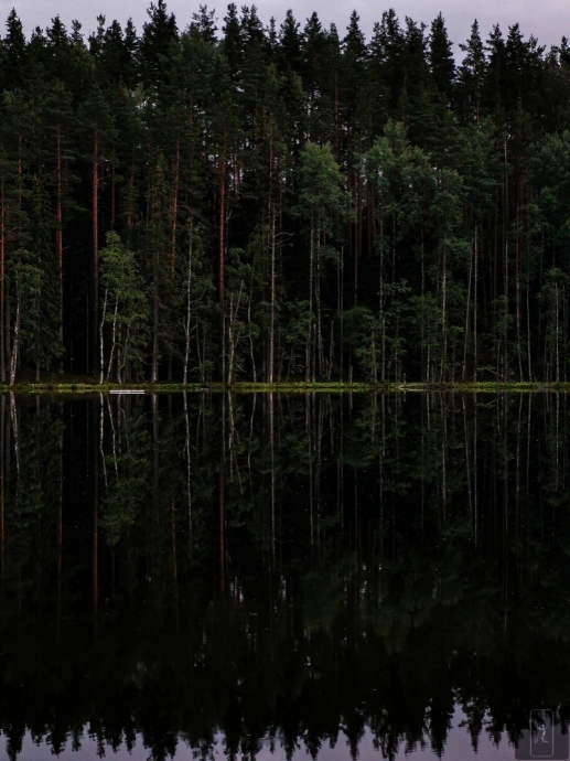 HONOR 20 PRO | LIGHTROOM  Фото с телефона, лес, природа, Россия
